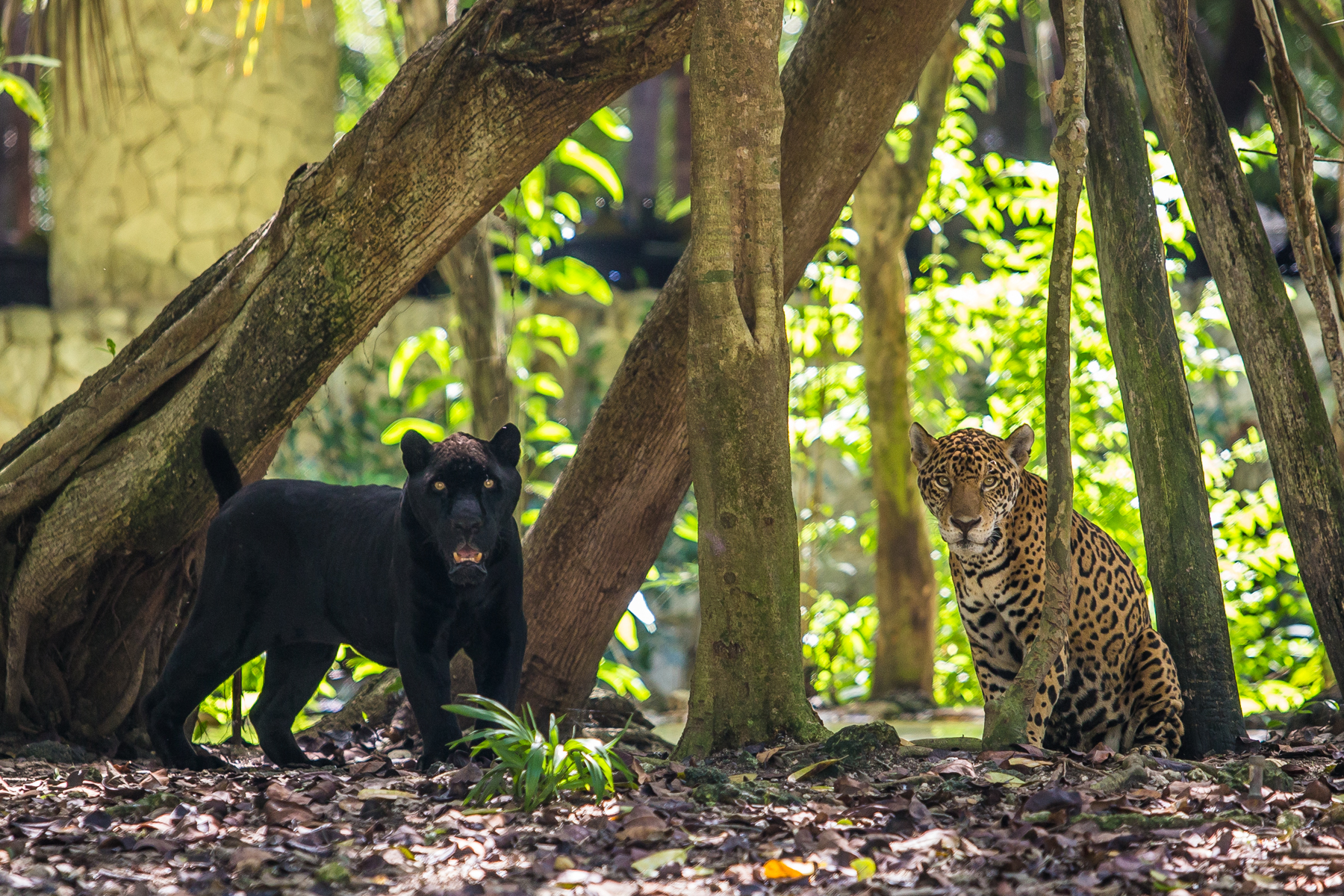 mexican-government-recognizes-experiencias-xcaret-for-its-wildlife-care